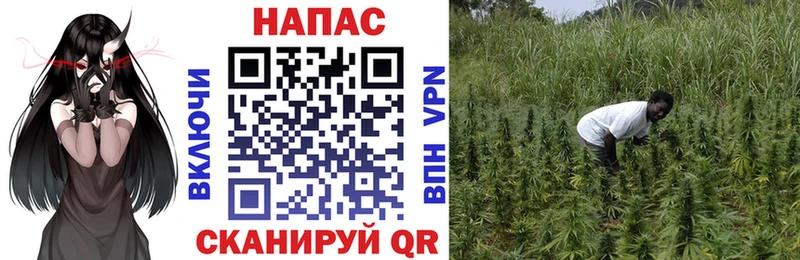 Конопля план  купить наркоту  Кедровый 